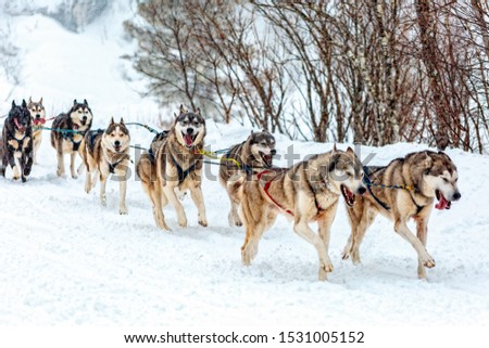 Beautiful Siberian husky run in a harness on the fluffy snow in the mountains and pull the rider. Royalty-Free Stock Photo #1531005152