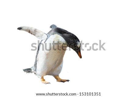 Photo of a little Gentoo penguin isolated on the white background