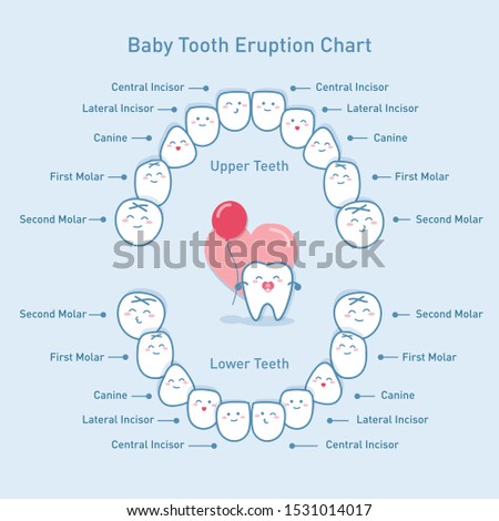 Cute Cartoon Baby Tooth Eruption Chart Royalty-Free Stock Photo #1531014017
