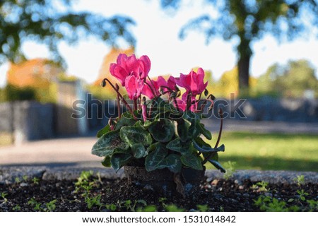 A picture of pink flowers on a cemetery.