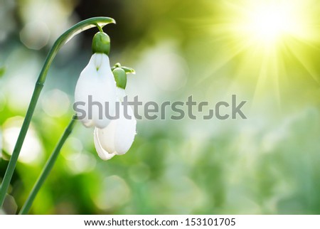 Snowdrop- spring white flower with bright shiny sun