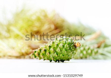 Fresh young green pine cone isolated on white background. Raw ingredient for tasty pine jam.