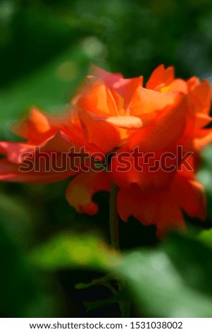 Close up of Bright Orange Rose. Stock Image