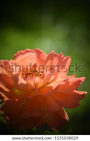 Beautiful Rose in the Garden. Stock Image