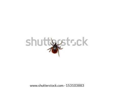 tick isolated on white.