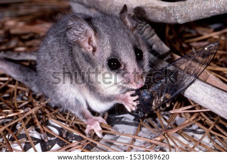 Eastern Pygmy Possum eating cicada