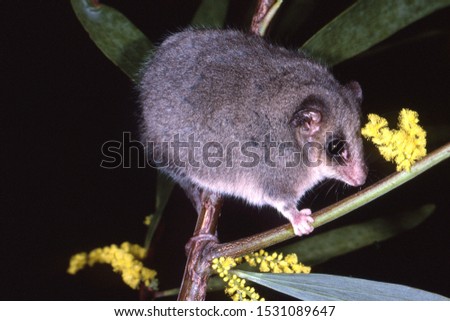 Eastern Pygmy Possum in wattle tree