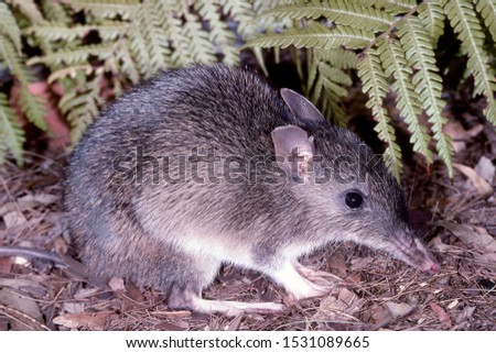 Australian Long-nosed Bandicoot  in resting position Royalty-Free Stock Photo #1531089665