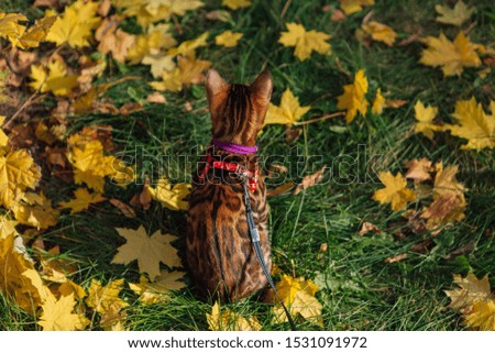 Cute little bengal kitty walking on the fallen yellow maple leaves. Pussycat walking with breast-band outdoors. Top view.