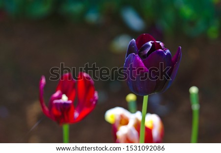 Close up view of purple tulip flower with natural background blurred