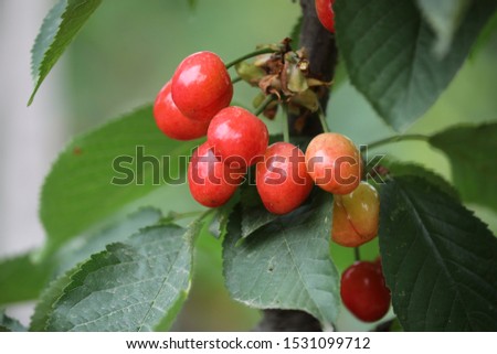 Cherry, is a kind of delicious fruit.