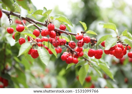 Cherry, is a kind of delicious fruit.