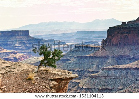Small, lonely pine tree on a canyon landscape background