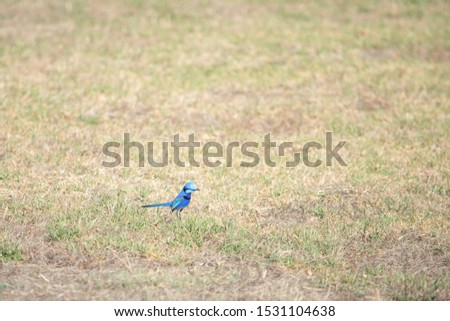 little blue wren running through the grass