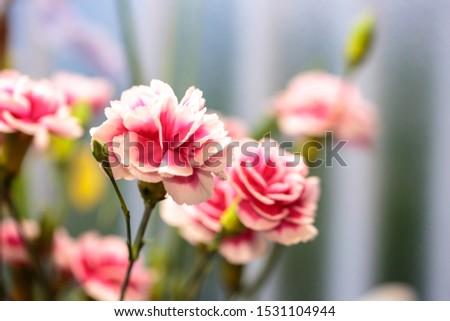 Carnation flower macro close up shot