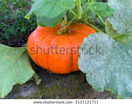 Orange Cinderella pumpkin with green leaves