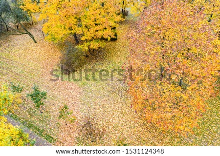 footpath in autumn park. ground covered by yellow fallen leaves. aerial photo