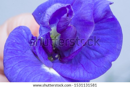 closeup with blue clitoria ternatea flower