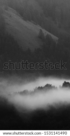Serenity misty beautyful fog in the dark forest. Vertical white and black travel photography