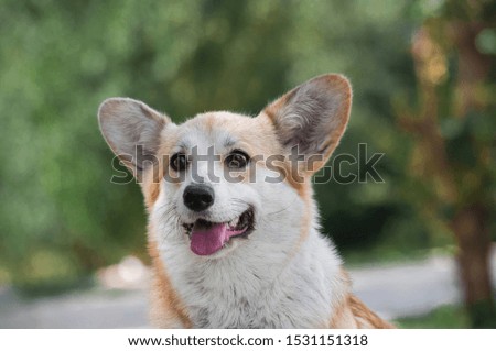 closeup portrait of cute red funny dog welsh corgi pembroke