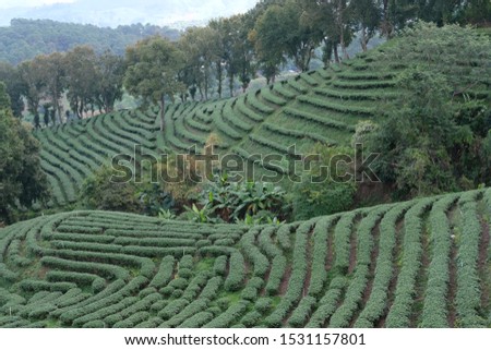 organic green tea plantation background 