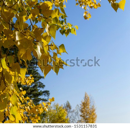 Yellowed leaves against a blue sky