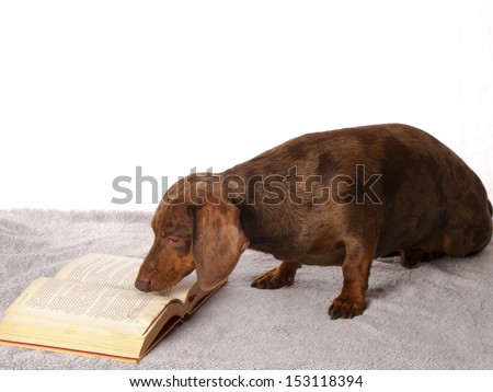 tiger dachshund reading a book on a white background