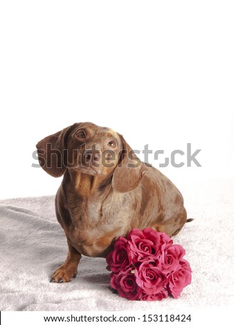 tiger dachshund with bunch of flowers on a white background