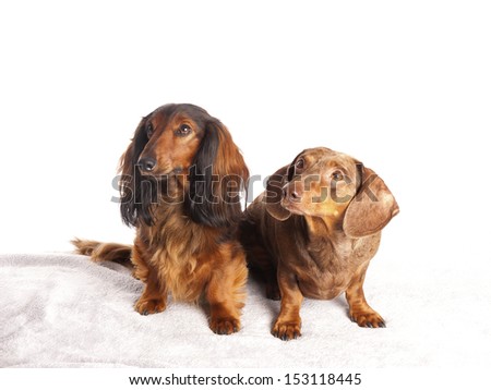 two dachshunds on a white background