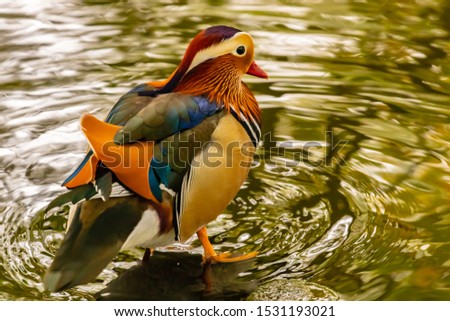 Mandarine Duck in wild nature