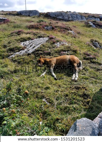 Irish landscape and connemara pony