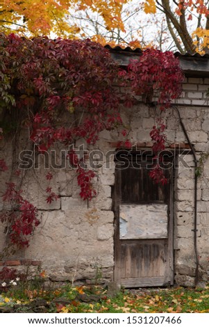 Wild grapes with red leaves on the wall. Very beautiful picture.
