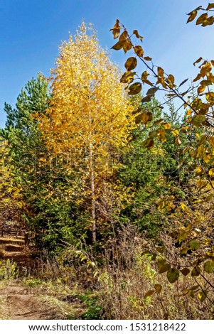 young birches with yellow autumn leaves and green spruces in the forest