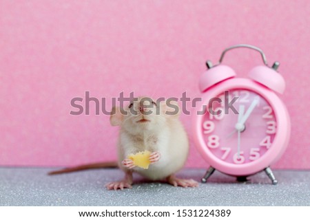 The little white fluffy rat is the symbol of 2020. A pet sits near a table clock 5 minutes before the event. The mouse eats cheese.
