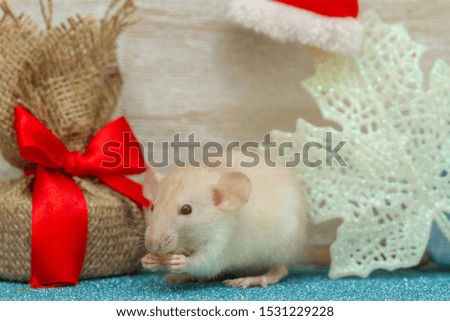 A little fluffy rat is sitting in the New Year's room. Nearby is a gift with a big red bow. Santa Claus hat hanging on a rope.
