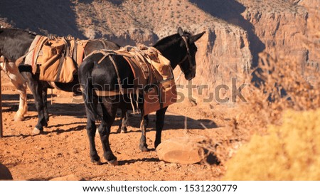Mules resting point at Grand Canyon