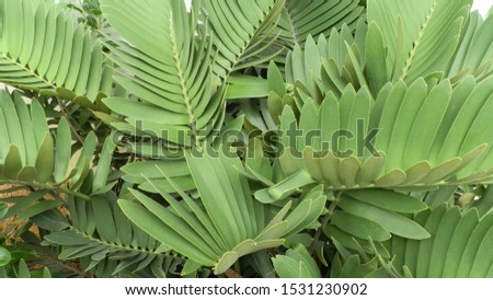 zamia furfuracea & Cardboard Palm plants grow in indoors.