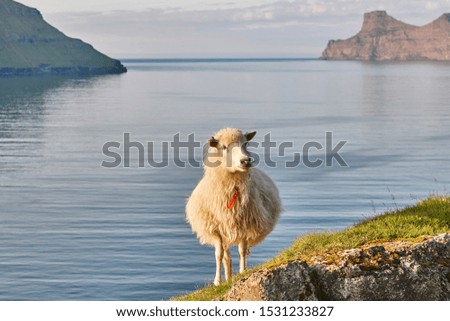 Sheep on Faroe islands cliffs. Green scenic landscape coastline