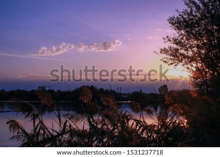 Autumn landscape at the edge of a lake. Pampas grass in the foreground and starry sun in the trees in the background.