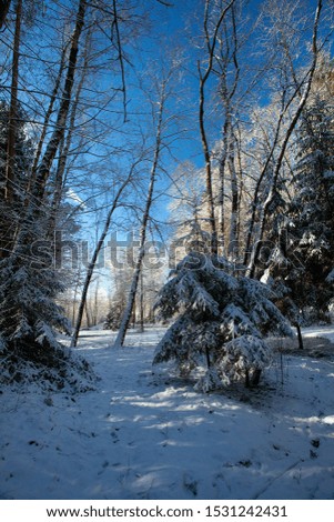 beautiful winter forest on a sunny day