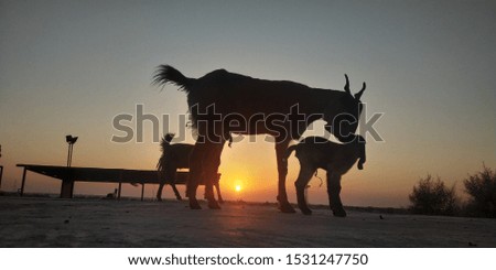 Goat and her child enjoying sunrise in the desert