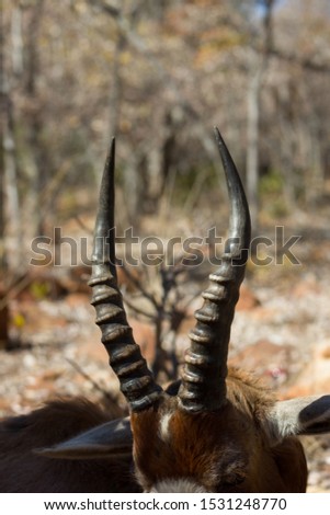 Blesbuck Horns Upclose at game reserve in south africa