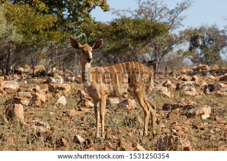Nyala in a feeding camp in a game lodge in south africa