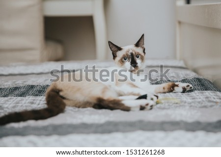 Cute little kitten playing in bed. Cats - happy hour concept. 