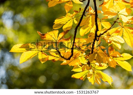 Photo of Beautiful and bright autumnal trees. Autumn colors. 