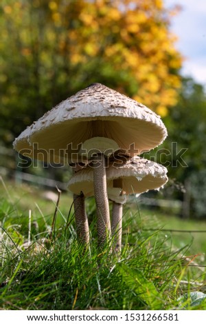 Group of 3 fruiting bodies of edible Parasol Mushrooms (Macrolepiota procera) on a meadow in Sauerland Germany. Macro close up from frog perspective with tall stems, lamellar structures under big caps