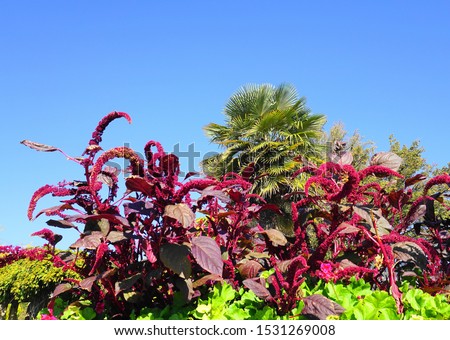 Vivid Amaranthus Caudatus flowers with palm tree and blue sky on background close up. Also known as as love-lies-bleeding, pendant amaranth, tassel flower,velvet flower, foxtail amaranth, and quilete.