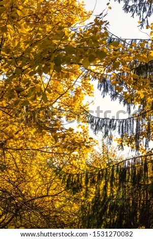 Yellow autumn leaves and green spruce branches against the sky. Trees with yellow and green leaves against a bright sky