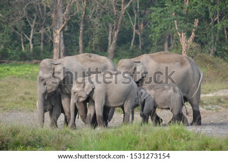 Baby elephants stay close to their mother. As you can see from this picture taken in Jaldapara National Park in Dooars, west bengal India.