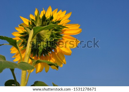 Blossoming sunflower in the field.